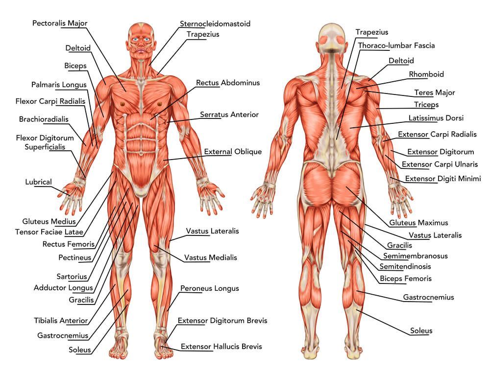 Reiki és az anatómia összefüggései